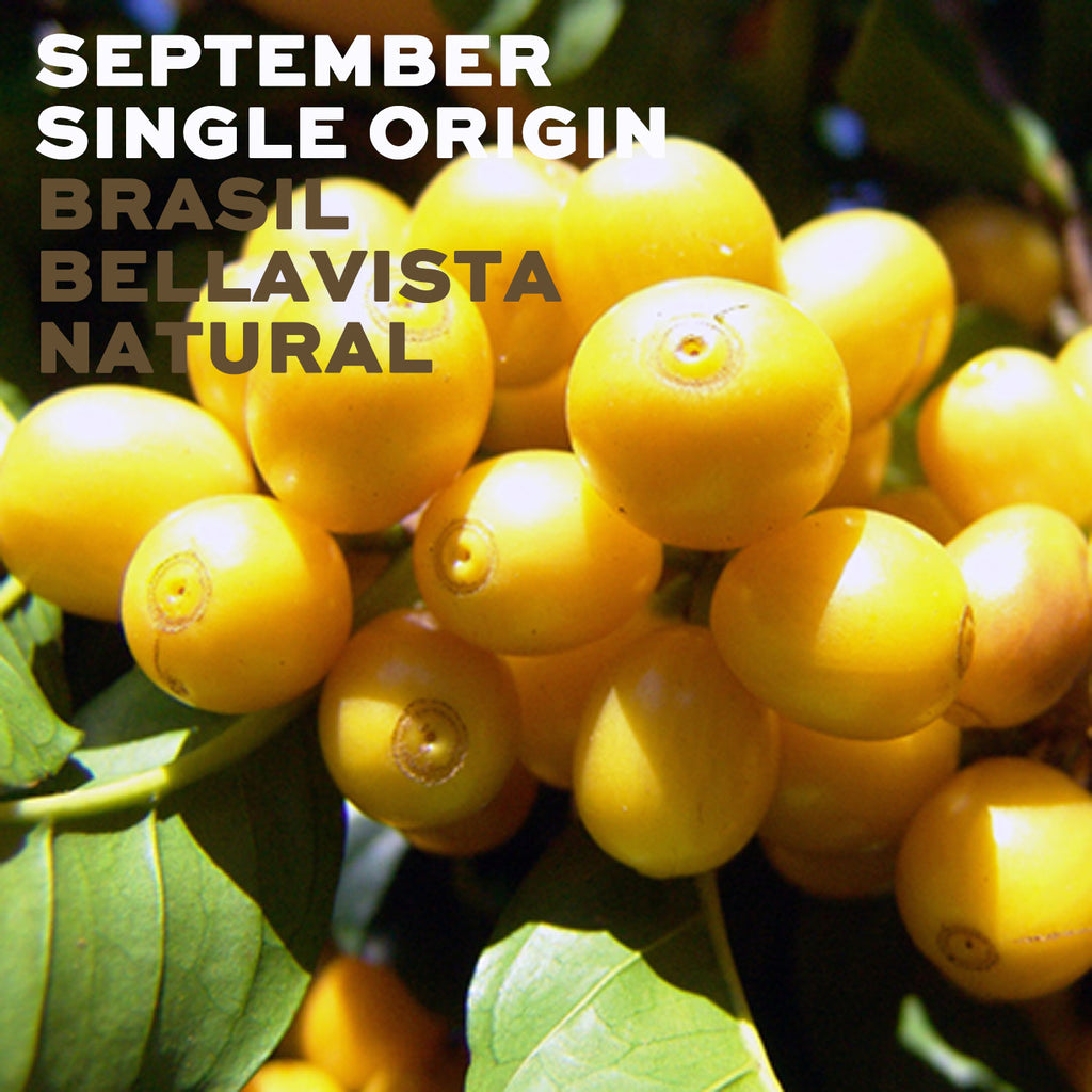 9月限定シングルオリジン豆のご紹介