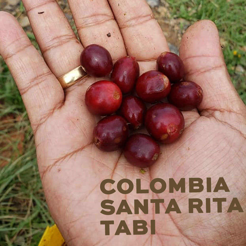 夏に勧めシングルオリジン豆 コロンビアサンタリタ タビ種
