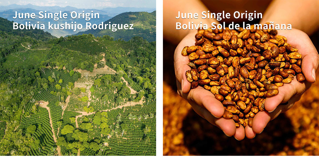6月のシングルオリジン豆のお知らせ