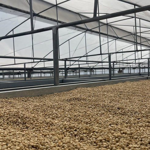 Panama Geisha Lerida Farm Natural Limited quantity