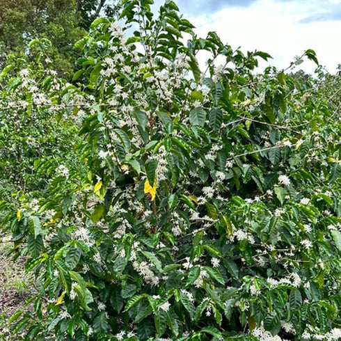 Panama Geisha Lerida Farm Natural Limited quantity