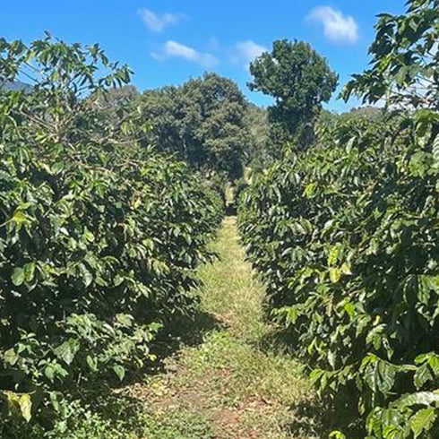 Panama Geisha Lerida Farm Natural Limited quantity