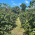 Panama Geisha Lerida Farm Natural Limited quantity