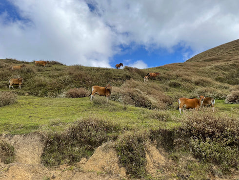 JASオーガニック 東ティモールコカマウ