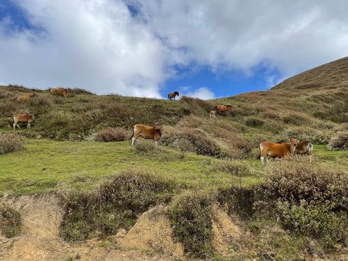 【マイベストコーヒー】オーガニック 東ティモールコカマウ200g