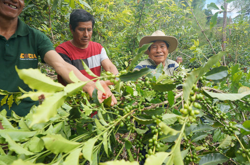 JASオーガニック ペルーコチャパンパ ドリップバッグ