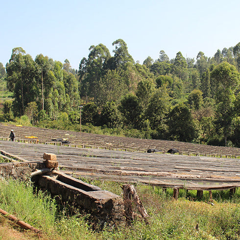 シングルオリジン ケニア シンバ の農園風景