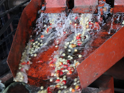 シングルオリジン ケニア シンバの精製風景