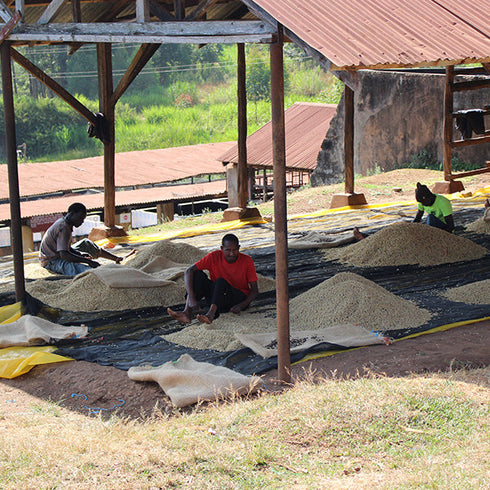 シングルオリジン ケニア シンバ の農園風景