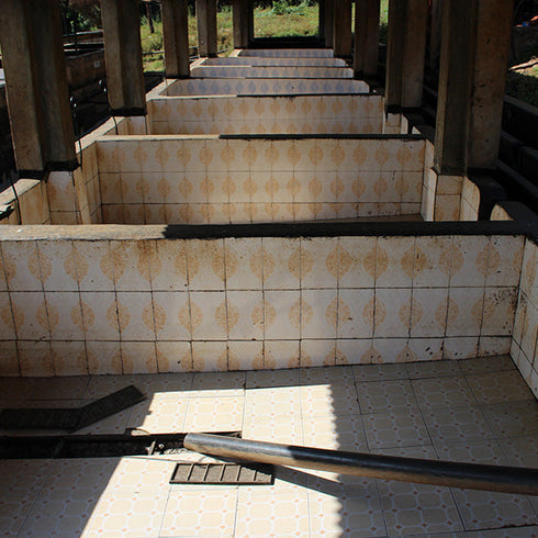 シングルオリジン ケニア シンバ の農園風景