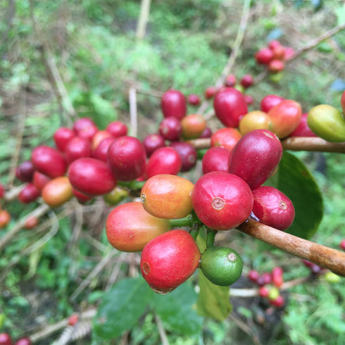 Single Origin Colombia El Bombo Geisha Washed (100g)