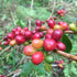 Single Origin Colombia El Bombo Geisha Washed (100g)