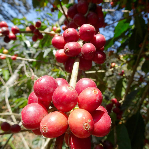 【マイベストコーヒー】オーガニック ペルー コチャパン200g
