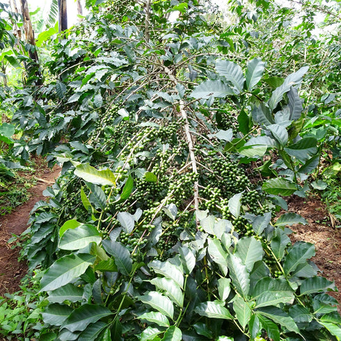 【マイベストコーヒー】オーガニック ルワンダミコフ 200g