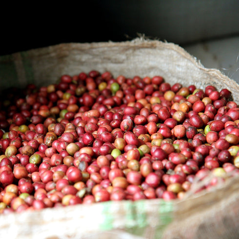 【マイベストコーヒー】オーガニック ルワンダミコフ 200g