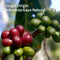 Single Origin インドネシア ガヨ ナチュラル