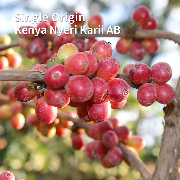 Single Origin Ethiopia Yirgachefe Demerso Natural