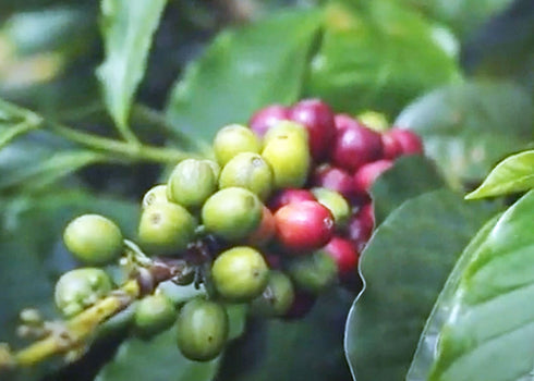 Made in JAPAN DECAF Project 5: Indonesian Klinci Mountain Mandheling Natural Beans without Pesticides