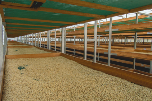 NEW Swiss Water Processing Honduras Coca-Cola Decaf Made in Canada