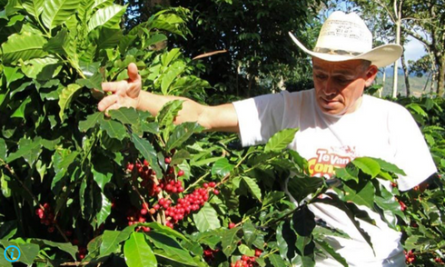 NEW Swiss Water Processing Honduras Coca-Cola Decaf Made in Canada