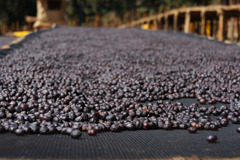 Made in JAPAN DECAF Project13: Ethiopia Yirgacheffe Harsuke Specialty