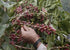 made in JAPAN DECAF Project12: JAS Organic Colombia Kaizen