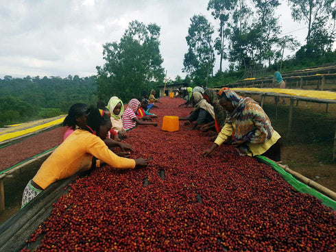 Made in JAPAN DECAF Project13: Ethiopia Yirgacheffe Harsuke Specialty