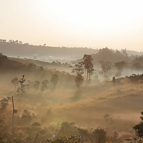 Single Origin Ethiopia Gesha Village Chaka Natural (100g)