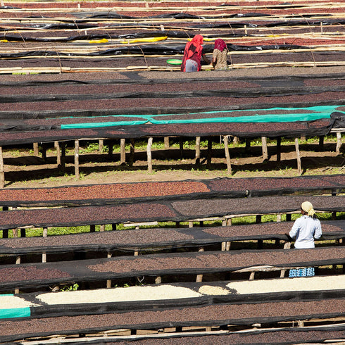 Single Origin Ethiopia Gesha Village Chaka Natural (100g)