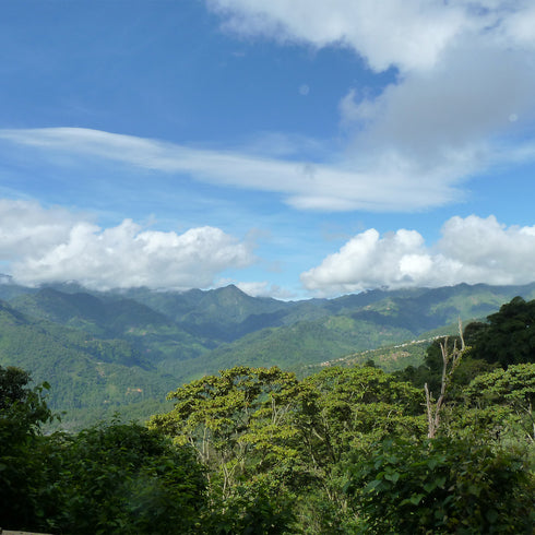 July Single Origin Mexico Sierra Azul Specialty Organic JAS