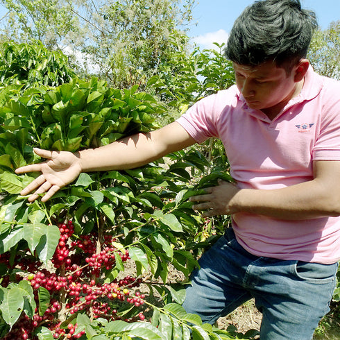 July Single Origin Mexico Sierra Azul Specialty Organic JAS