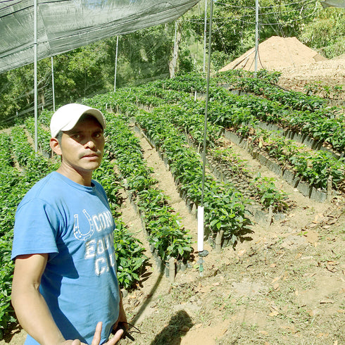 July Single Origin Mexico Sierra Azul Specialty Organic JAS