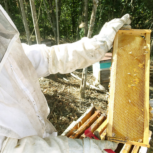 July Single Origin Mexico Sierra Azul Specialty Organic JAS