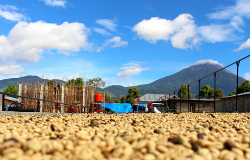 Made in JAPAN DECAF Project 5: Indonesian Klinci Mountain Mandheling Natural Beans without Pesticides