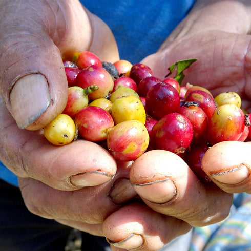 JASオーガニック ペルー コチャパンパ