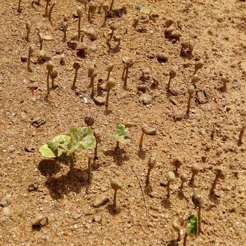 JASオーガニック ルワンダミコフ