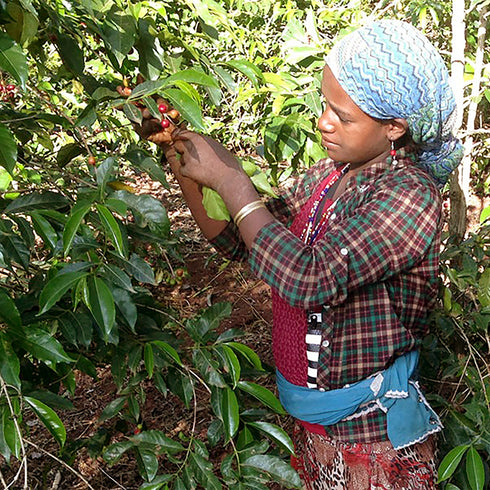 Single Origin Ethiopia Guji Shakiso Village Organic JAS