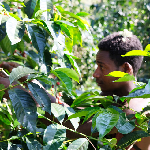 Single Origin Ethiopia Guji Shakiso Village Organic JAS