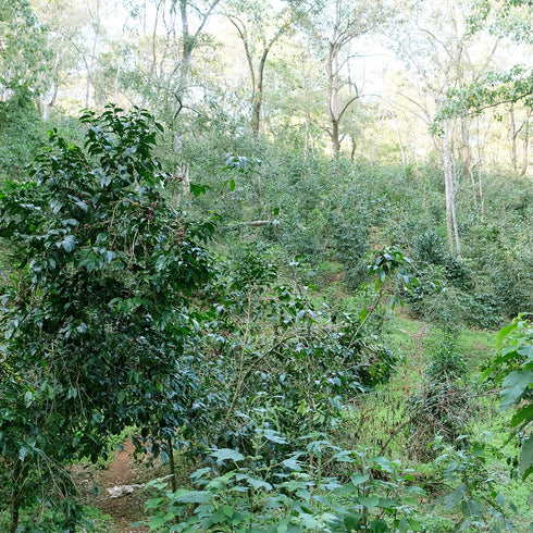 Single Origin Ethiopia Guji Shakiso Village Organic JAS