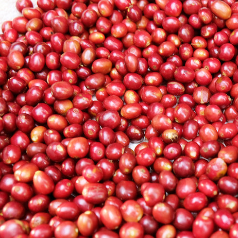 Single Origin Ethiopia Guji Shakiso Village Organic JAS