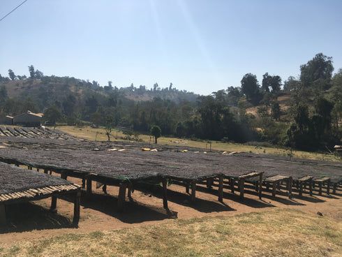 Single Origin Ethiopia Guji Shakiso Village Organic JAS