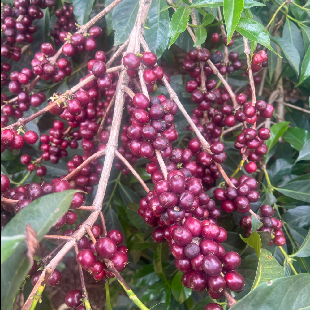 Single Origin エチオピア ナンセボ