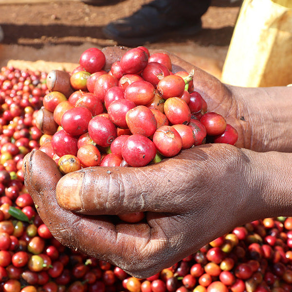 Single Origin ケニア シンバ ウォッシュ AB TOP – Un Cafe Sucre